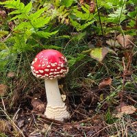 bijtje 🐝 🍋 🍉 (@cvrooijen) 's Twitter Profile Photo