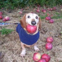 Apple Dog (@appledogsol) 's Twitter Profile