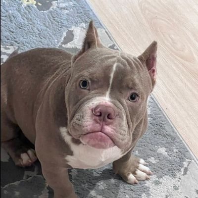 NichkamolS16616's profile picture. 