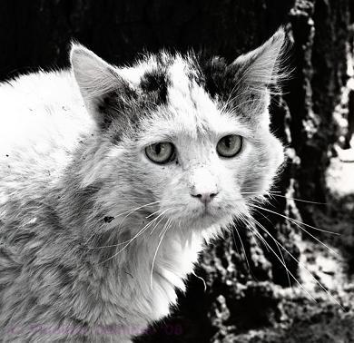 Tiresome_Cat Profile Picture