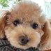 朝のたくみん🐶💖👩 (@kuchantosanpo1) Twitter profile photo 朝のたくみん🐶💖👩 (@kuchantosanpo1) Twitter profile photo