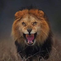 . (@mwawasi__) 's Twitter Profile Photo . (@mwawasi__) 's Twitter Profile Photo