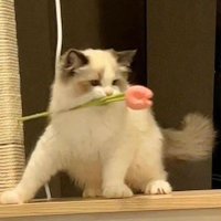 Free (@linq0528) 's Twitter Profile