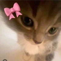 Tokyo (@deriiizella) 's Twitter Profile