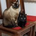 DUDA e DUDU ANJINHOS DA MAMIS (@mamisdeanjos) Twitter profile photo DUDA e DUDU ANJINHOS DA MAMIS (@mamisdeanjos) Twitter profile photo