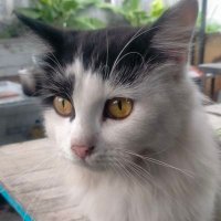 Jambu Alas (@adin_nya) 's Twitter Profile