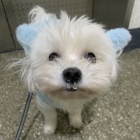 ( ߹ ߹ ) (@00xp__qx00) 's Twitter Profile