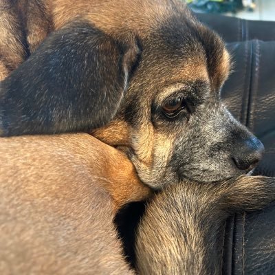 Daniel_tu_amigo's profile picture. I mean well.