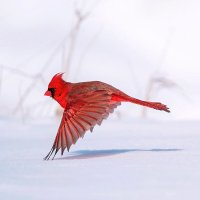 Dr. Anja Rosehip (@tanalysen) 's Twitter Profile