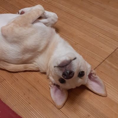 保護犬ラムネ♀202403~かわいい雑種ちゃん
繁殖引退犬ワカメ♀20180607~ミニチュアダックス
ただの自己満足アカ
