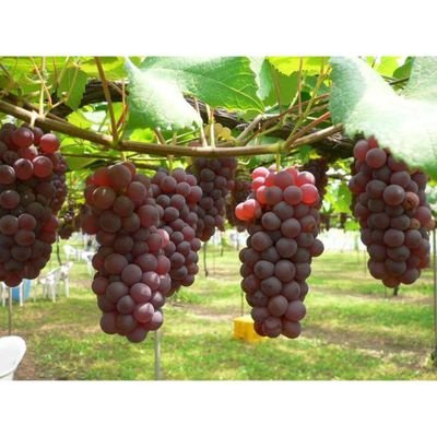 SyamAbdullah2's profile picture. Selalu bersyukur dalam kondisi apapun