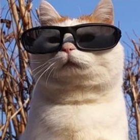 meowchillcat's profile picture. $CHILLCAT for chill guys 🐱

LET'S CHILL CHILL LET'S CHILL 😼