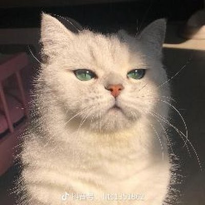 Zhima1518's profile picture. 