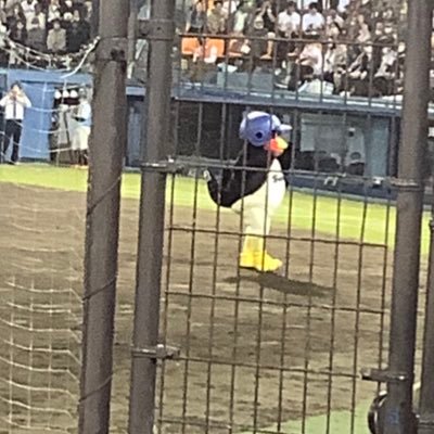 ファン歴13年の燕党/ #5 #17 #45/主に神宮とハマスタで現地観戦してます。