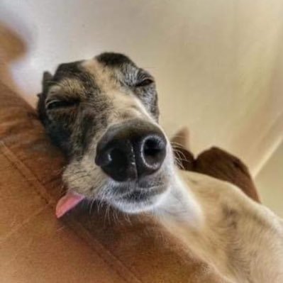 SlowLameDog's profile picture.