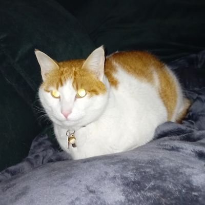 steinar1981's profile picture. 