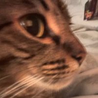 . (@sillynapkins) 's Twitter Profile Photo . (@sillynapkins) 's Twitter Profile Photo
