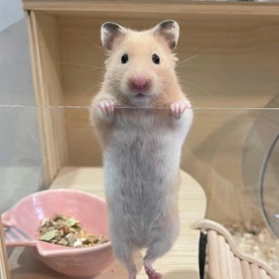 j03__y06's profile picture. 恩は着せるもの！