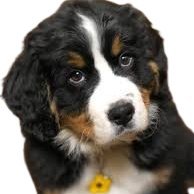 FAZEBiggy's profile picture. 