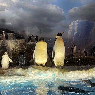 koike12201220's profile picture. ワンピースカード X始めました