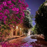 توليب✿ (@toooliib) 's Twitter Profile Photo توليب✿ (@toooliib) 's Twitter Profile Photo