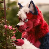 Wacky Zacky (@zackhusky) 's Twitter Profile