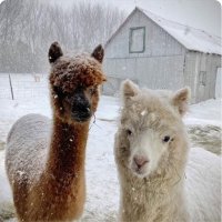 brochu3🇨🇦 (@brochu31) 's Twitter Profile Photo