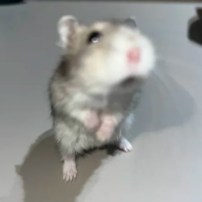 MuffinDive's profile picture. 