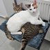 İrenkli Kedi Oteli (@irenklikediotel) Twitter profile photo İrenkli Kedi Oteli (@irenklikediotel) Twitter profile photo