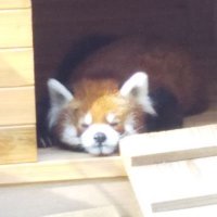 oku (@aikokukim) 's Twitter Profile