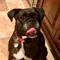 Pete Amann (@peteamann) 's Twitter Profile