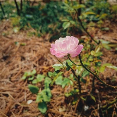 le_s7mphony's profile picture. the girl with the rising sun tattoo ☀️♈️