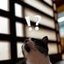 カユ/Takayuki Tsuzuki (@altairstudio_t) Twitter profile photo カユ/Takayuki Tsuzuki (@altairstudio_t) Twitter profile photo