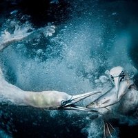 thor ngocj (@ngocjthor46907) 's Twitter Profile