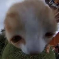 Garf (@garfnumba1fan) 's Twitter Profile