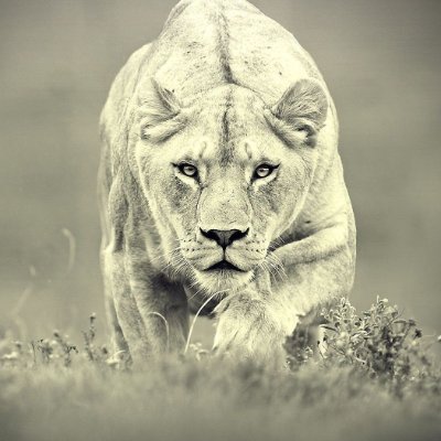 KeriConnor9's profile picture. American Patriot. Unbroken. Unafraid. Unapologetic. Pure 🩸  47 is my President. I follow back all MAGA Patriots! Pronouns: Fuck around / Find out 🇺🇸🇺🇸🇺🇸