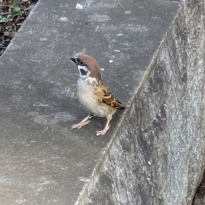 春だ🌸夏だ🌻
倍増🐦倍増🐦スズメ倍増🐦🐦
今がチャンスです🥳🎉
スズメを増やす夏にする💁🐦
自然🌲動物を大切に🙂↕️🙏
よろしくお願いします☺️🫶
