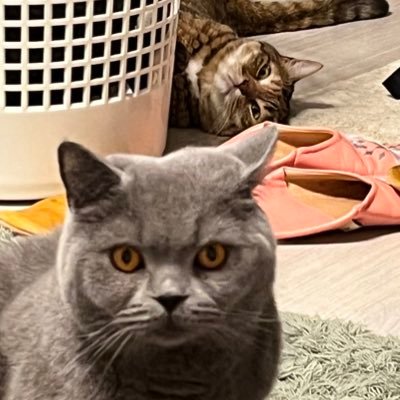 piriko_noir's profile picture. Nervous breakdown