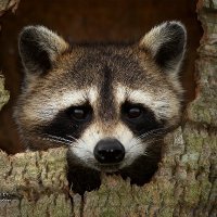 dma (@phoenixnaiad) 's Twitter Profile