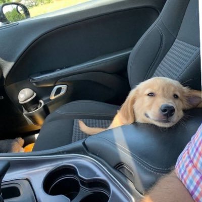 CielAmethyste's profile picture. 🖤حقوق و درساش لهم کرد ولم کنید/داگ پرسن اعظم مخلص تمام سگ‌ها