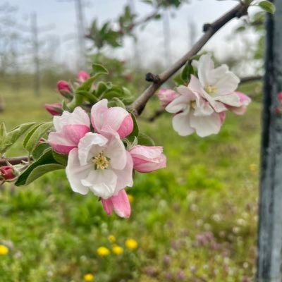 tEIV2VRR8r31663's profile picture. ｢ばらの花｣をリリースした頃からくるりが好きです。岸田さんが、2024音博に参加するとSHOW-GOさんの｢Silver｣の動画を紹介されていて…それ以来SHOW-GOさんと抄語さんの作品を繰り返し聞く毎日です。無言フォロー失礼します😅