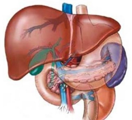 dona_organos's profile picture. El propósito de este canal es incentivar a las personas para que tomen conciencia sobre la donación de organos y ayuden a salvar vidas.