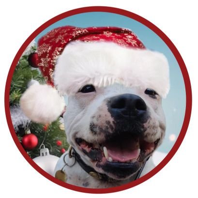 Adorable Staffie girl, full of fun& mischief.I love my family, snoozing&my squeaky toys. Colonel #ZSHQ #Ruffriders #Zombiebullz #tweetchoir #keepfits