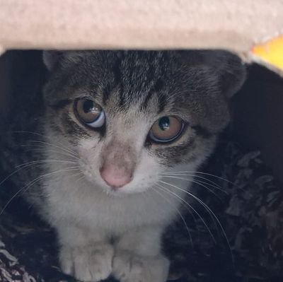 KShakya91's profile picture. ..