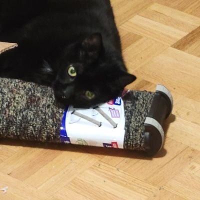 Thomas Sutherland - My Cat Owns Me ❤️🐈‍⬛️さんのプロフィール画像
