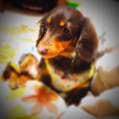 愚痴ばかりのアラフィフ。プチ整形興味あります。整形垢とかよく見させていただきます🙇♀️犬猫飼ってます。植物も好きです。最近は競馬ばっかりやってます平日は地方競馬。週末は中央競馬。競馬場で馬券買ってみたい。無言フォロー失礼します。よろしくお願いします