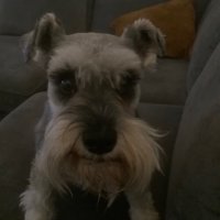 Scotland’s Story (@80_mcswan) 's Twitter Profile