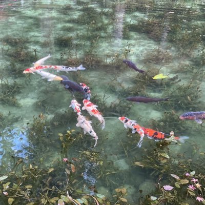 蘇芳さんのプロフィール画像