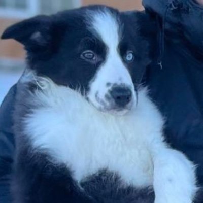 karlhjo123's profile picture. OFFICIAL BARRON AURA