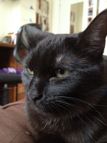 official bomb ass pussy of #125gang cuddle hard chill harder sugar'n'spice all that iz nice. string feathers catnip for life. makin observations takin notes.